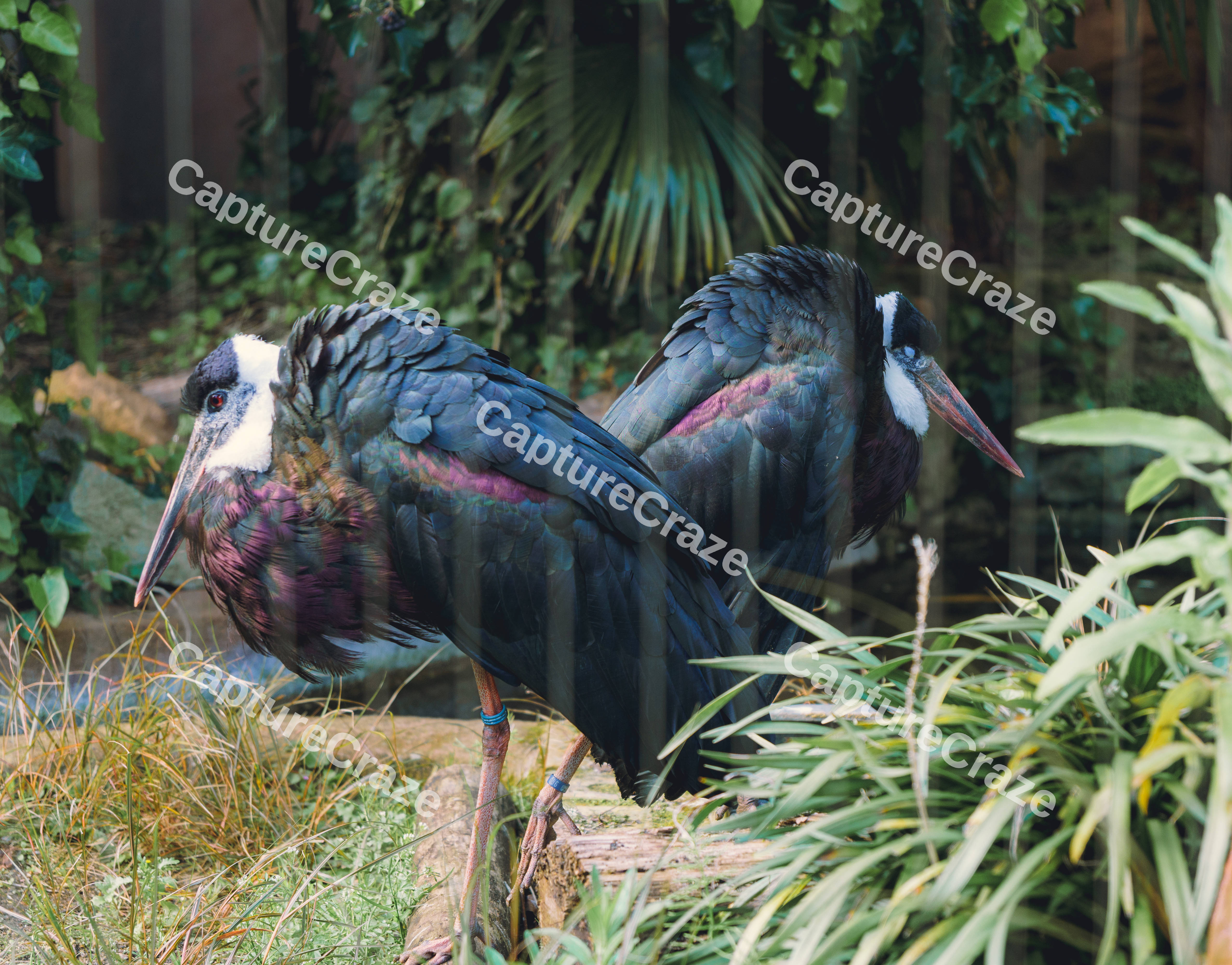 A Pair Of Wooly Necked Stork
